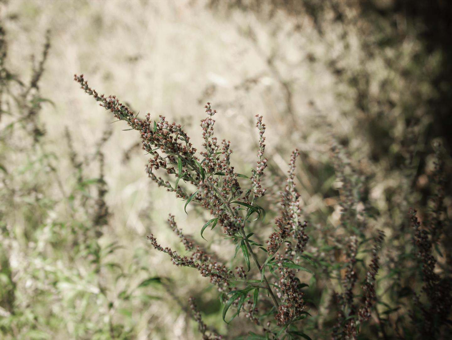 Der Beifuß (Artemisia vulgaris) im Sommer kurz nach der Blüte.
