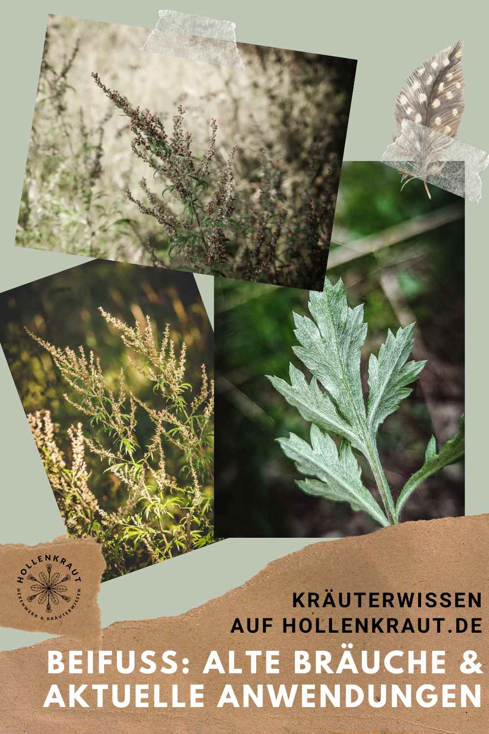 Beifuß Artemisia vulgaris Bräuche Anwendungen Mythen Hexenkraut Frau Holle Phytotherapie Pflanzenheilkunde Kräuterhexe Pin Pinterest