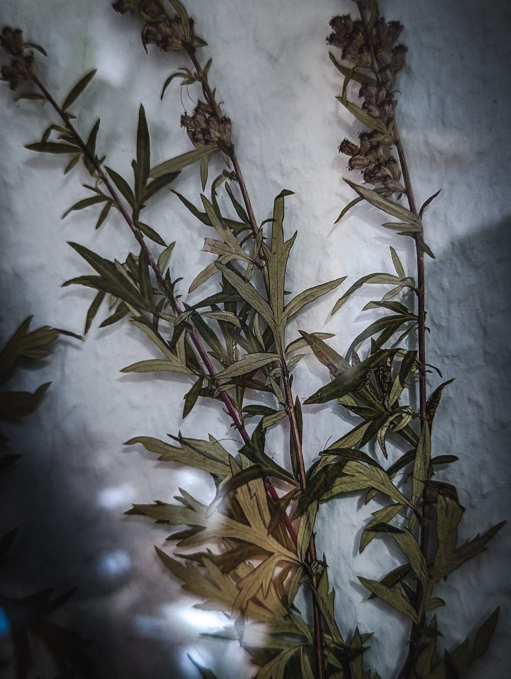 Beifuß Artemisia vulgaris Bräuche Anwendungen Mythen Hexenkraut Frau Holle Phytotherapie Pflanzenheilkunde Kräuterhexe getrocknet