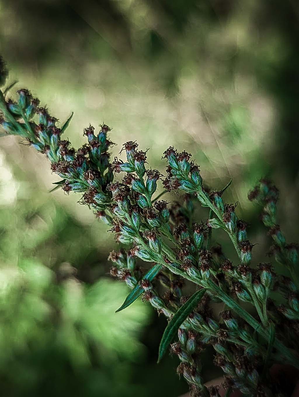 Beifuß Blüten Artemisia vulgaris Bräuche Anwendungen Mythen Hexenkraut Frau Holle Phytotherapie Pflanzenheilkunde Kräuterhexe