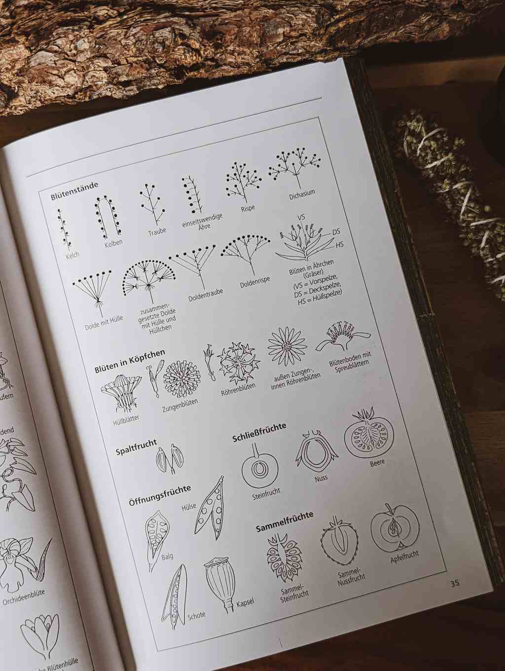 Der aufgeschlagene Heilpflanzenführer. Zu sehen ist eine Seite mit Zeichnungen einiger Bestimmungsmerkmale.