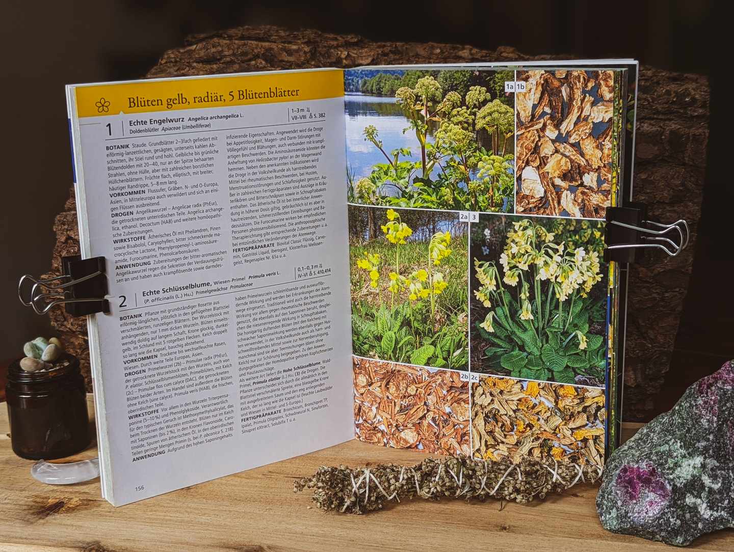 Der aufgeschlagene Heilpflanzenführer. Zu sehen ist eine Doppelseite. Links Informationstext zu Pflanzen und rechts Fotobeispiele.