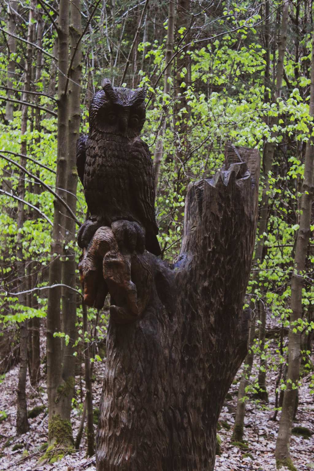 Eine Skulptur aus Holz die eine Eule darstellt. Sie sitzt auf einem Baum und schaut gelassen auf den Weg herab.