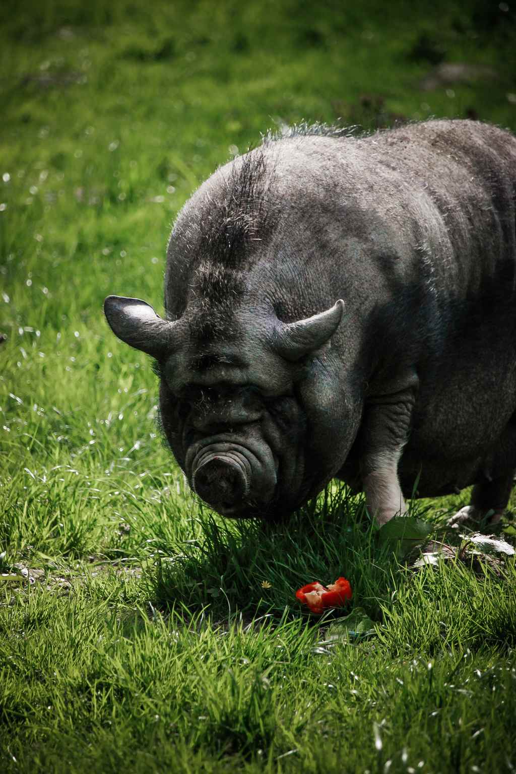 Ein schwarz-graues Hängebauchschwein auf einer Wiese. Es hat gerade ein Stück leuchtend rote Paprika entdeckt.