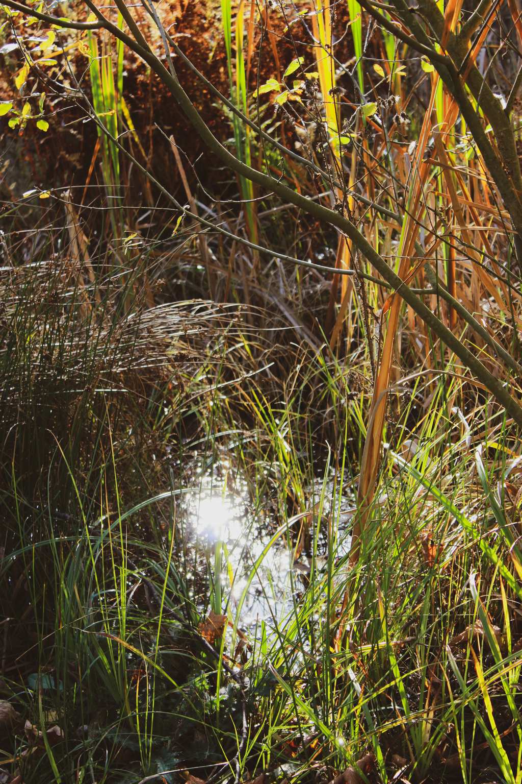 Ein Ausschnitt des Holle-Teichs. Viele Gräser umrahmen das Lichtspiel im Wasser.