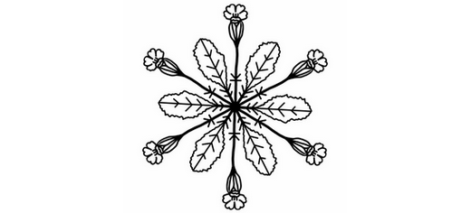 Das Hollenkraut Logo: Es zeigt sternenförmig angeordnete Blätter und Blüten der Schlüsselblume. In der Mitte ist ein Schneekristall zu erkennen.