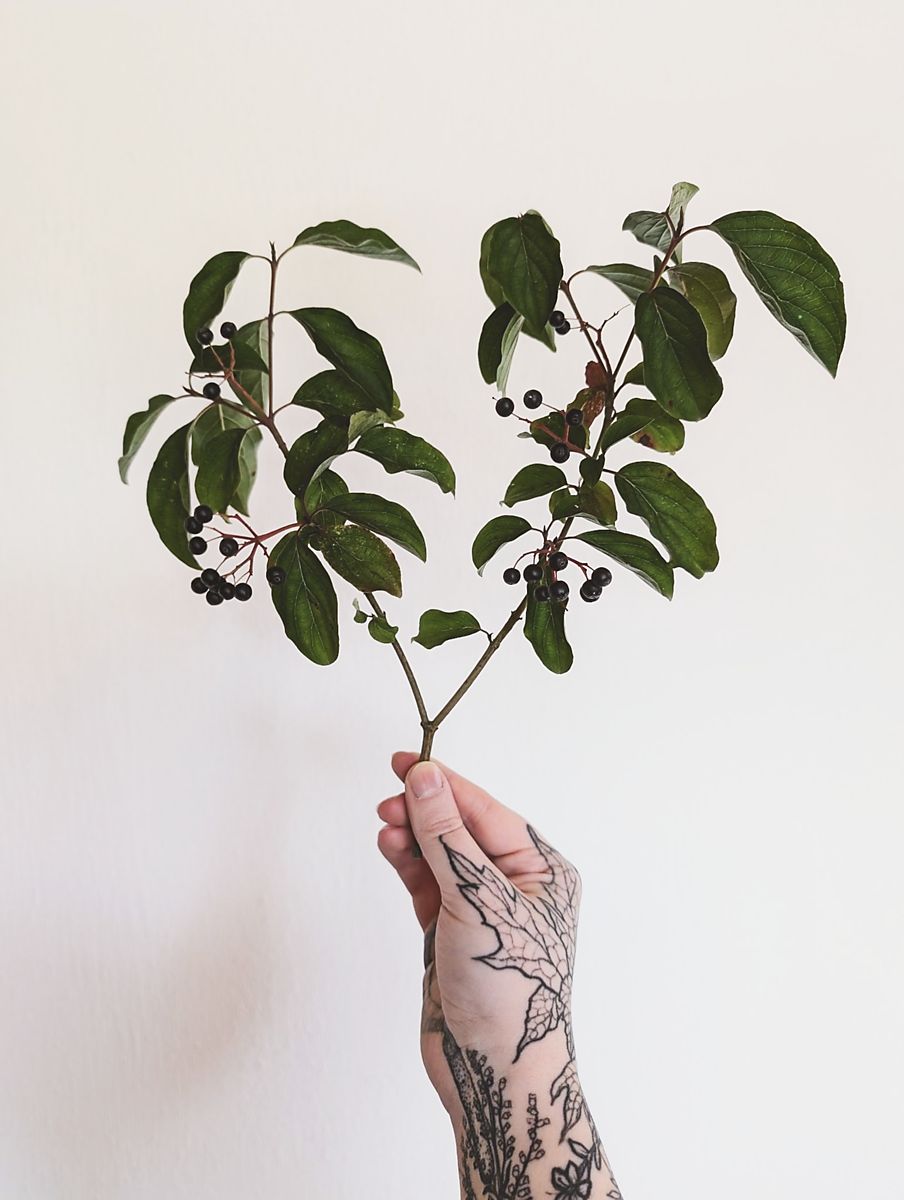 Eine tätowierte Hand hält einen Zweig mit grünen Blättern und kleinen dunklen Beeren (den Hartriegel) vor einem hellen, neutralen Hintergrund.