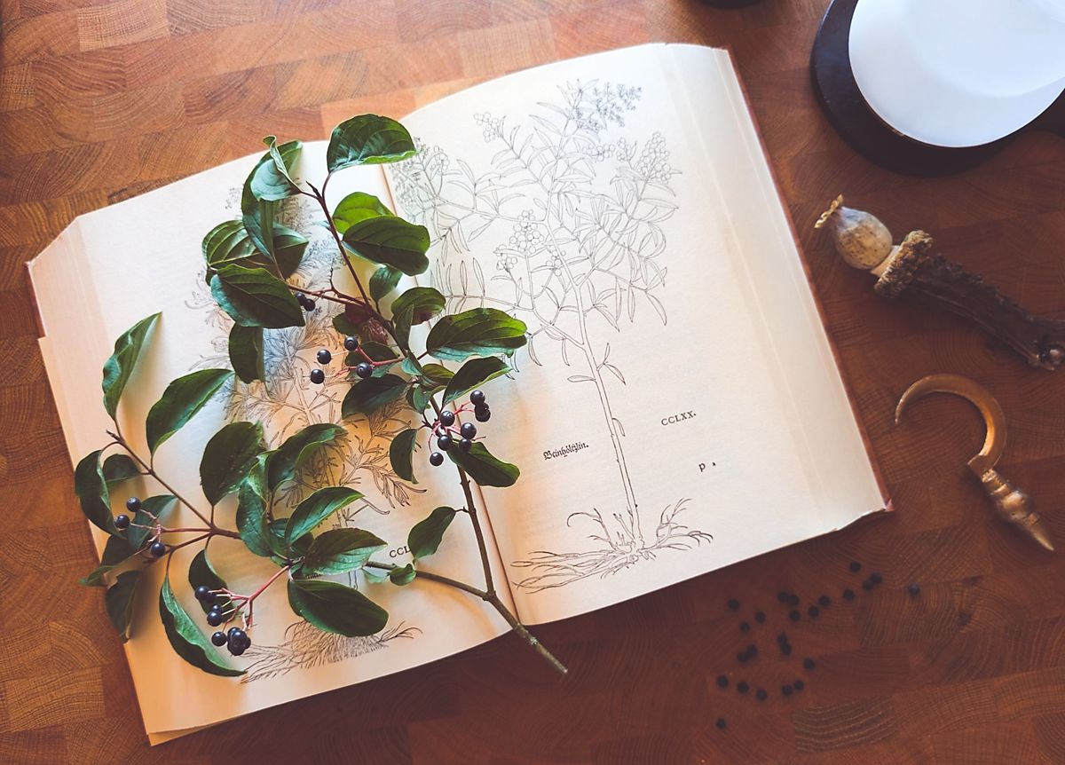 Ein aufgeschlagenes botanisches Buch liegt auf einem Holztisch. Auf den Seiten ist eine detaillierte Pflanzenzeichnung mit Wurzeln, Blättern und Stängeln zu sehen, begleitet von Textfragmenten wie "Beinhöltzlin." und "CCLXX.". Ein echter Zweig mit grünen Blättern und dunklen Beeren liegt quer über das Buch, während einige Beeren locker daneben verstreut sind. Daneben liegt eine kleine Sichel aus Bronze und ein Horn mit Mohnkapsel.