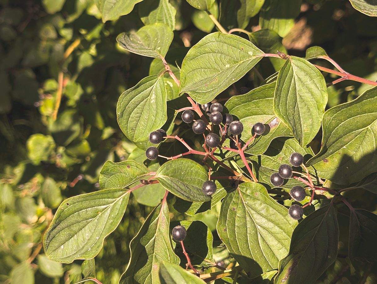 Nahaufnahme eines grünen Pflanzenzweigs mit breiten, stark geäderten Blättern und kleinen, runden, schwarzen Beeren. Die Beeren hängen an rötlichen Stielen und sind über das dichte Laub verteilt. Sonnenlicht fällt auf die Pflanze und hebt die natürlichen Farben und Strukturen hervor. Es handelt sich um roten Hartriegel.