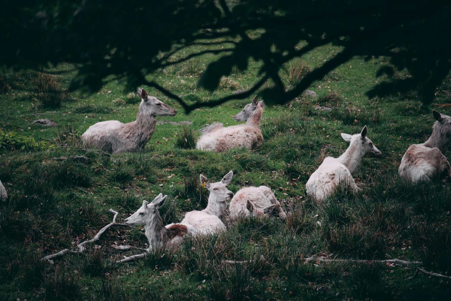 Auf einer Wiese liegen mehrere weiße Hirsche und ruhen sich aus.