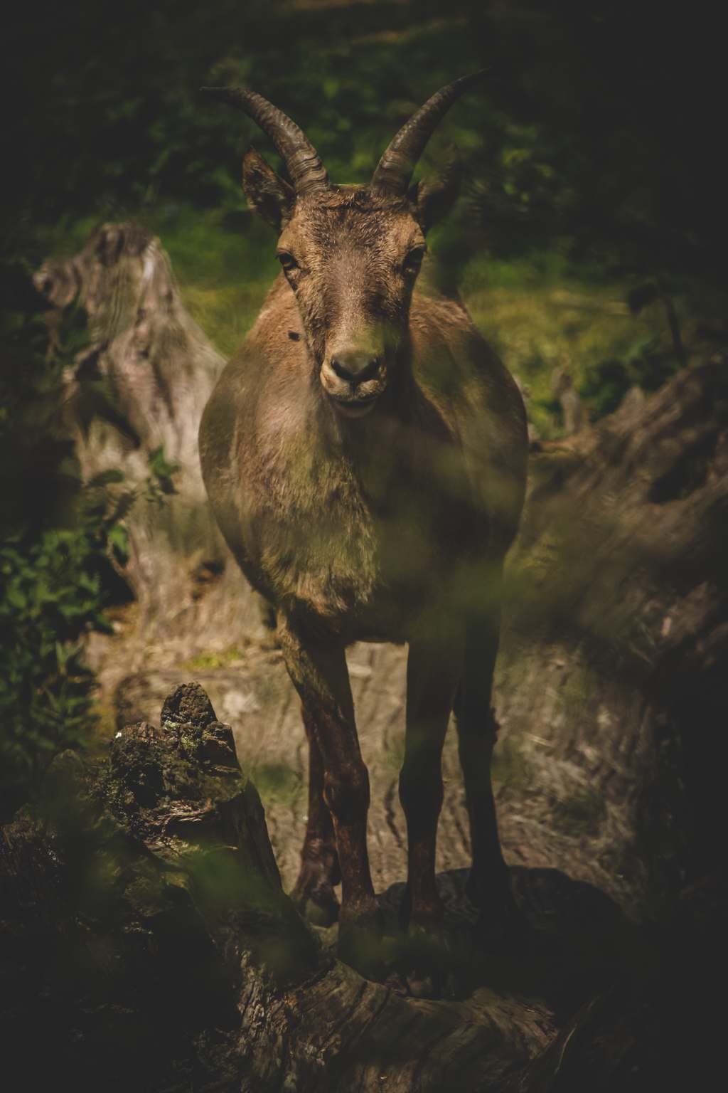 Ein Steinbock-Weibchen steht auf einem großen umgestürzten Baumstamm und schaut frontal in die Kamera.