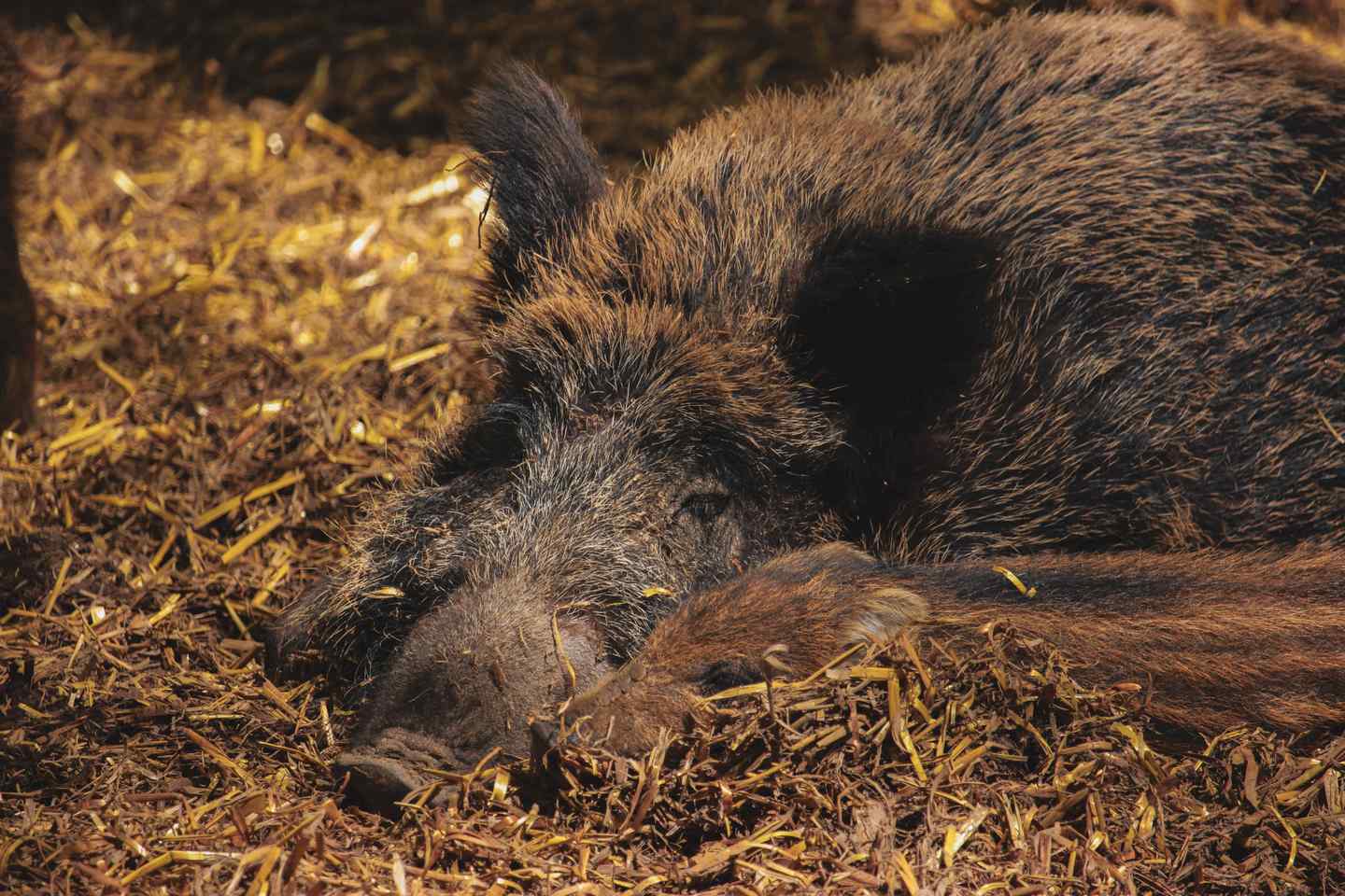 Wildschweinmutter liegt mit einem ihrer Frischlinge zusammen.