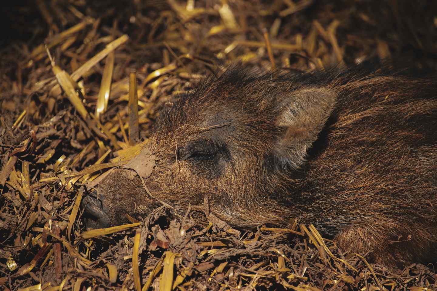 Ein Wildschwein-Frischling liegt mit geschlossenen Augen im Stroh und ruht sich aus.