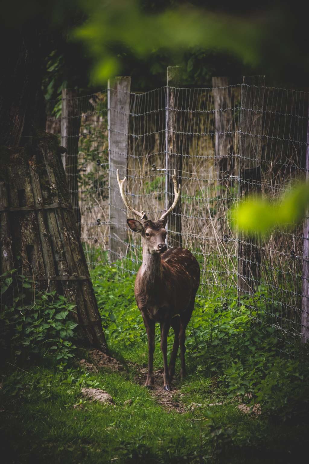 Ein Dybowski Hirsch vor einem Zaun.